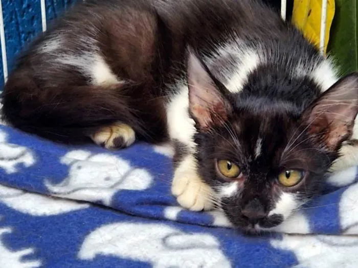 Gato raça SRD-ViraLata idade 2 a 6 meses nome FREJAT FRAJOLA