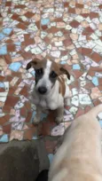 Cachorro raça Srd idade 2 a 6 meses nome Bela