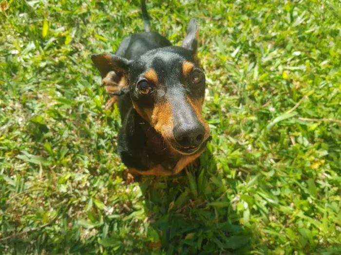 Cachorro ra a linguiça com pinsher idade 6 ou mais anos nome Bock