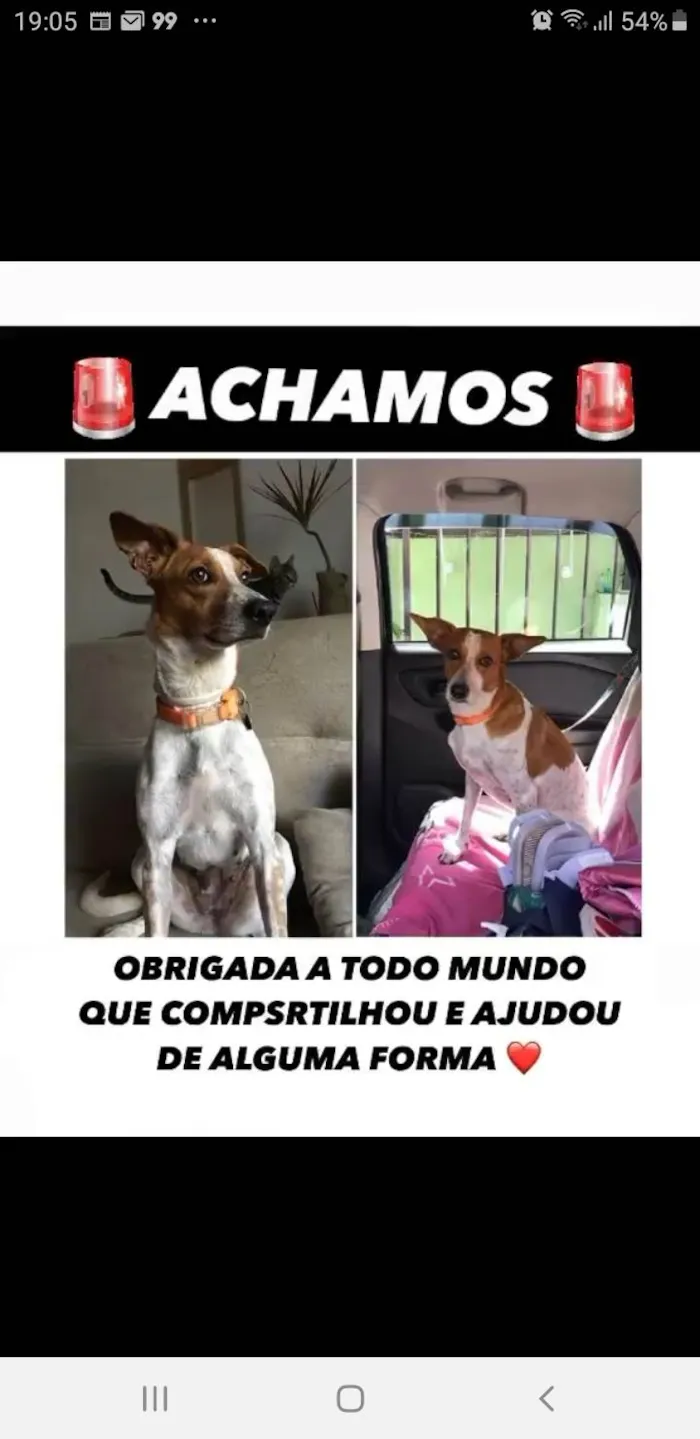 Cachorro raça Srd idade 6 ou mais anos nome GRATIFICA - Zoe