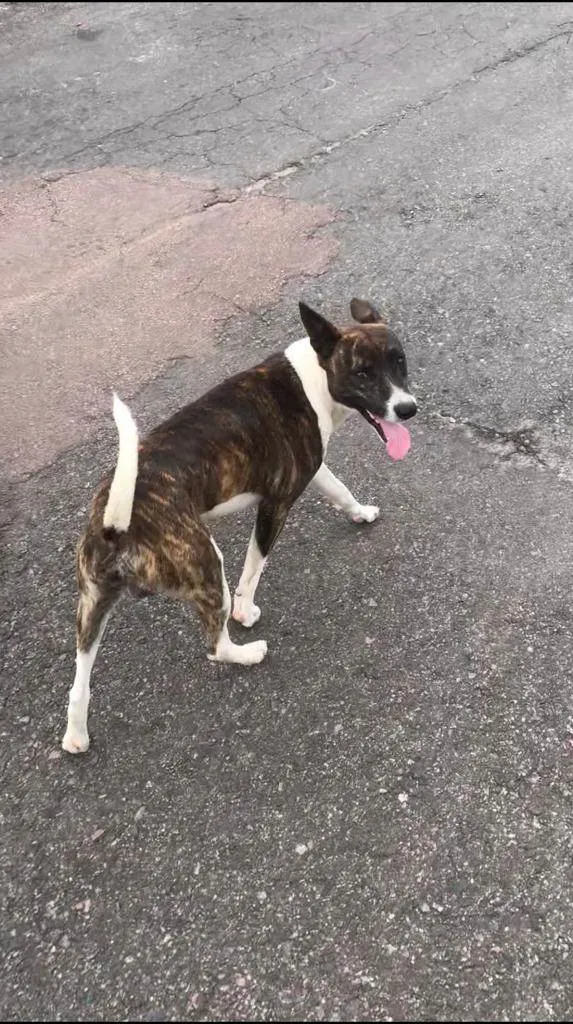 Cachorro ra a SRD-ViraLata idade 7 a 11 meses nome Dudu