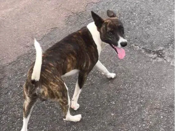 Cachorro ra a SRD-ViraLata idade 7 a 11 meses nome Dudu