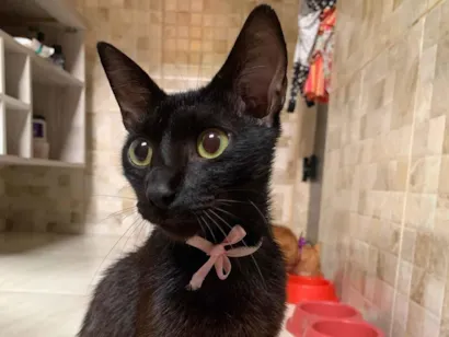 Gato raça ViraLata idade 1 ano nome Cabrita