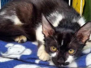 Gato raça SRD-ViraLata idade 2 a 6 meses nome FREJAT FRAJOLA