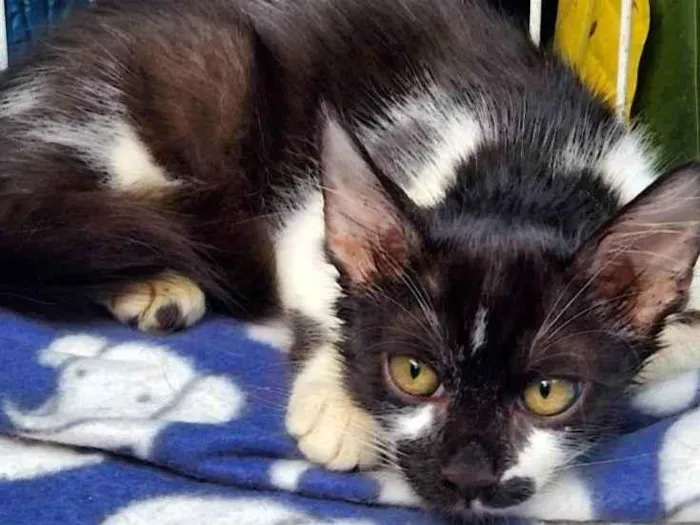 Gato raça SRD-ViraLata idade 2 a 6 meses nome FREJAT FRAJOLA