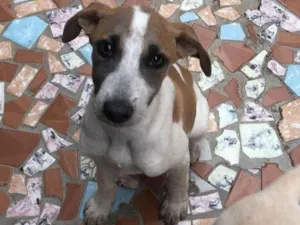 Cachorro raça Srd idade 2 a 6 meses nome Bela