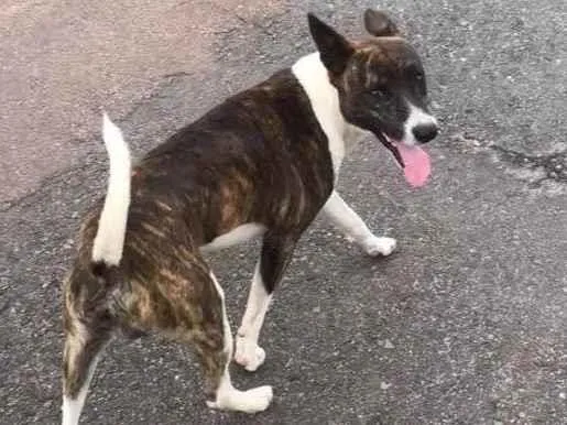 Cachorro ra a SRD-ViraLata idade 7 a 11 meses nome Dudu