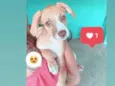 Dama
