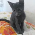 Joana
