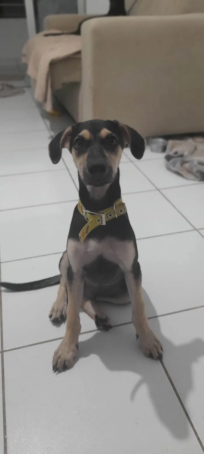 Cachorro raça SRD-ViraLata idade 2 a 6 meses nome Maicon
