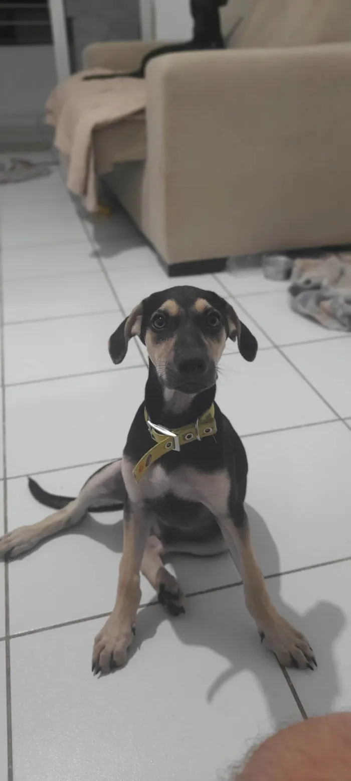 Cachorro raça SRD-ViraLata idade 2 a 6 meses nome Maicon