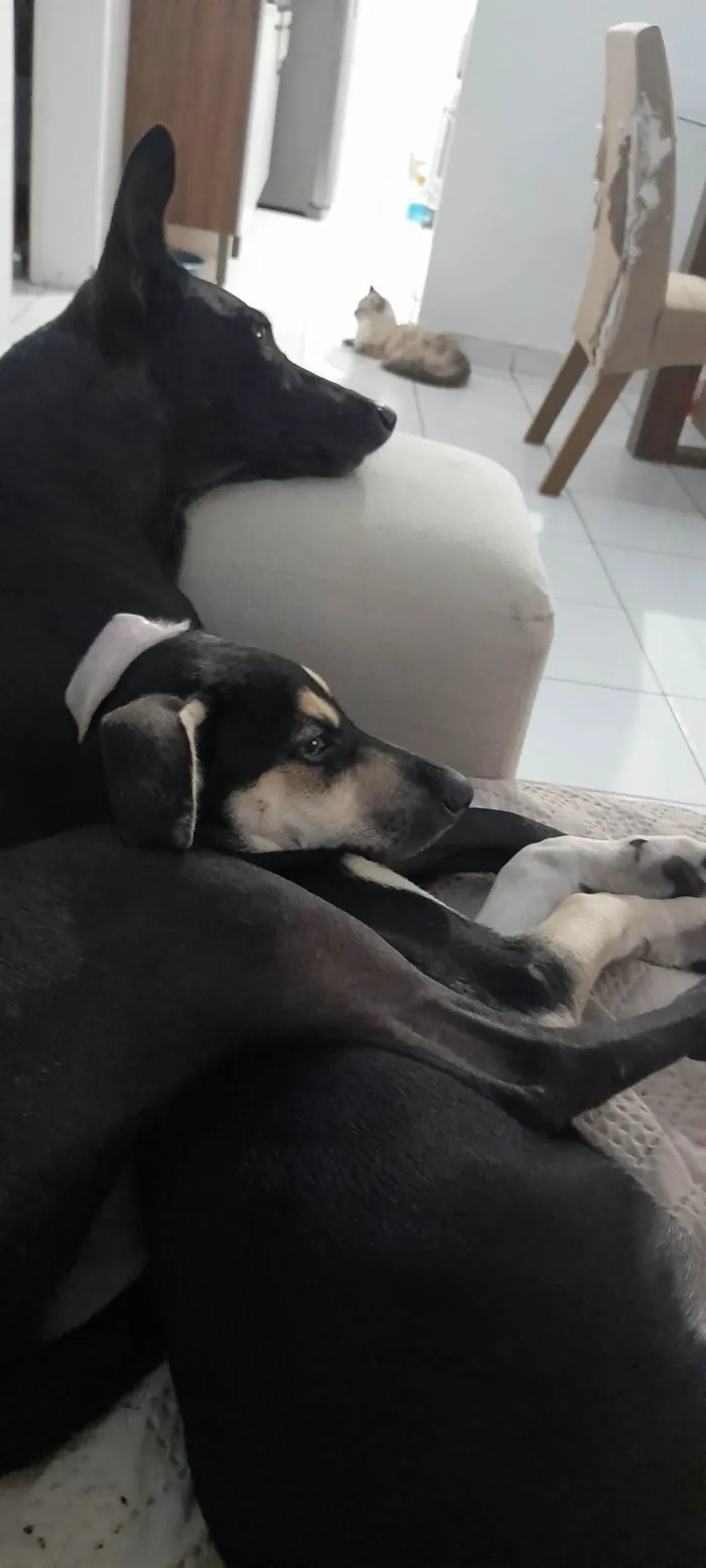 Cachorro raça SRD-ViraLata idade 2 a 6 meses nome Maicon