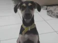 Maicon