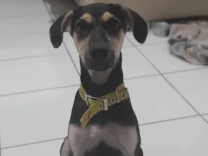Cachorro raça SRD-ViraLata idade 2 a 6 meses nome Maicon