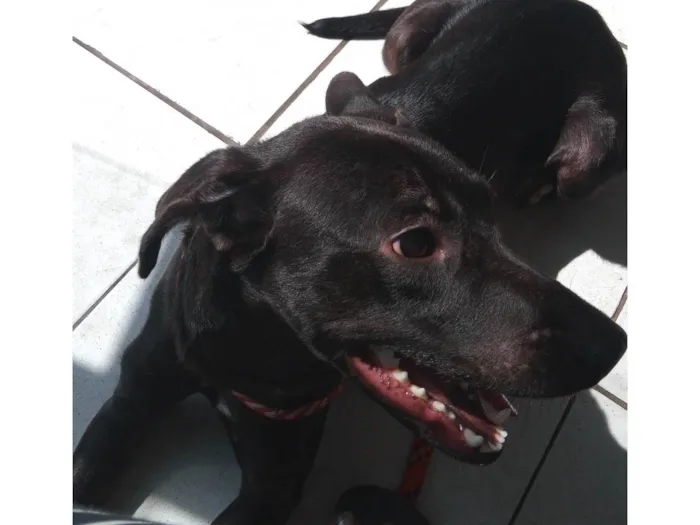 Cachorro raça SRD-ViraLata idade 1 ano nome Nina