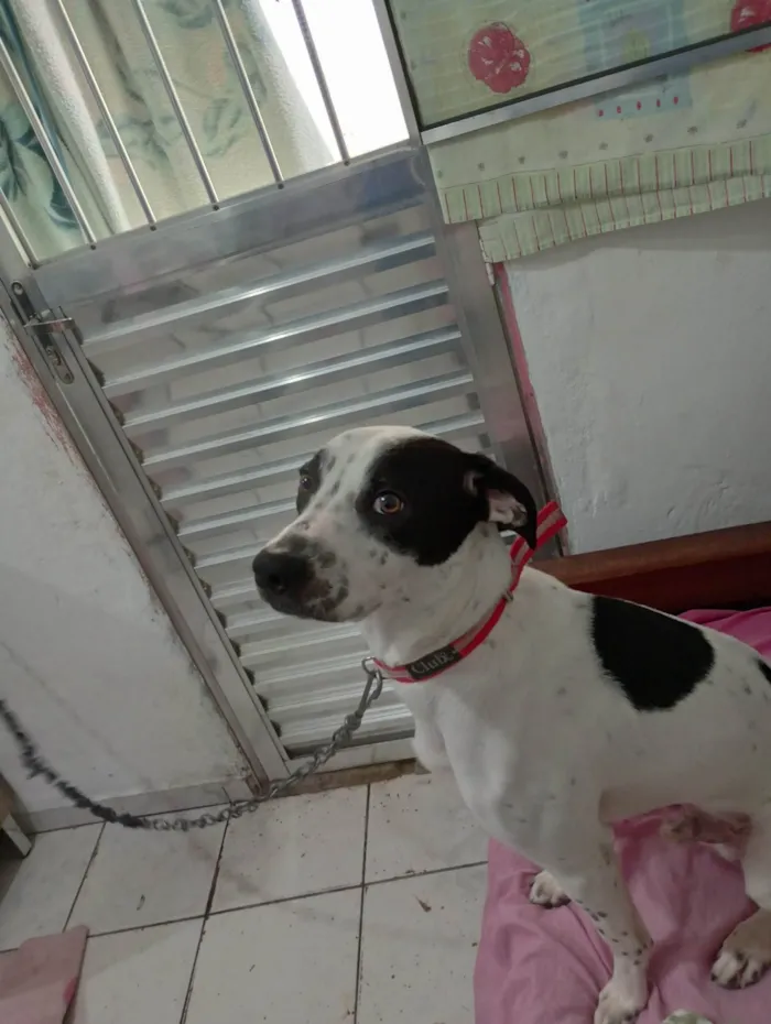 Cachorro ra a Dálmata idade 7 a 11 meses nome Tede