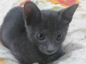 Gato raça Srd idade Abaixo de 2 meses nome Joana