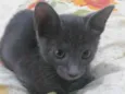 Joana