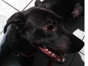 Cachorro raça SRD-ViraLata idade 1 ano nome Nina