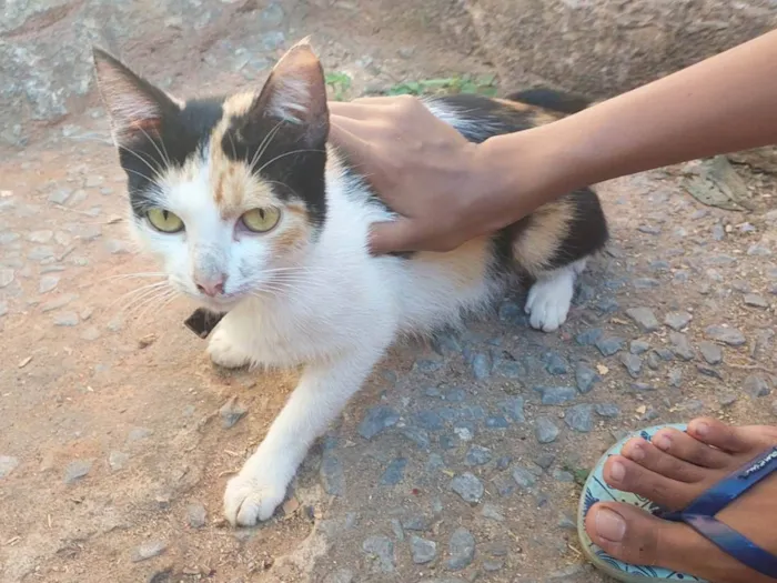 Gato raça SRD-ViraLata idade 1 ano nome Não tem nome