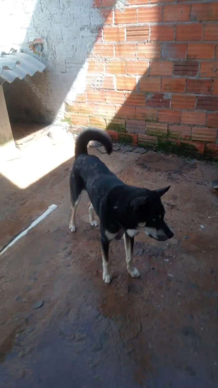 Cachorro ra a Hasky siberiano  idade 2 anos nome Lucky