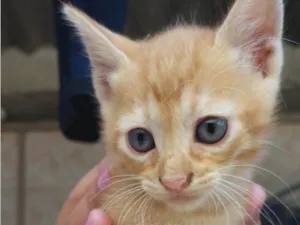 Gato raça SRD-ViraLata idade 2 a 6 meses nome Sem nome