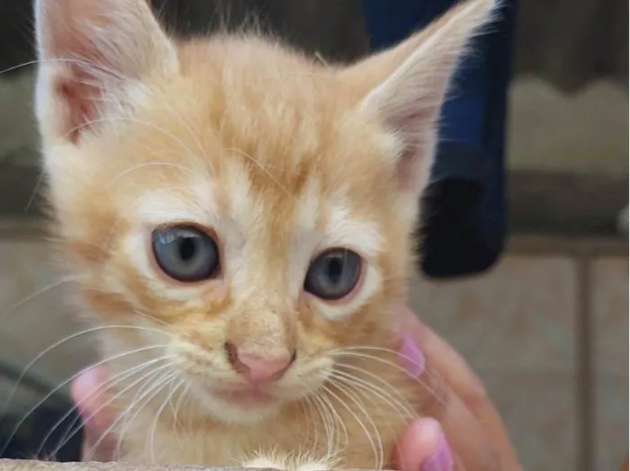 Gato raça SRD-ViraLata idade 2 a 6 meses nome Sem nome