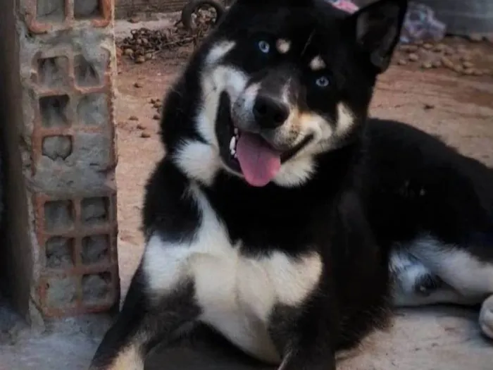 Cachorro ra a Hasky siberiano  idade 2 anos nome Lucky