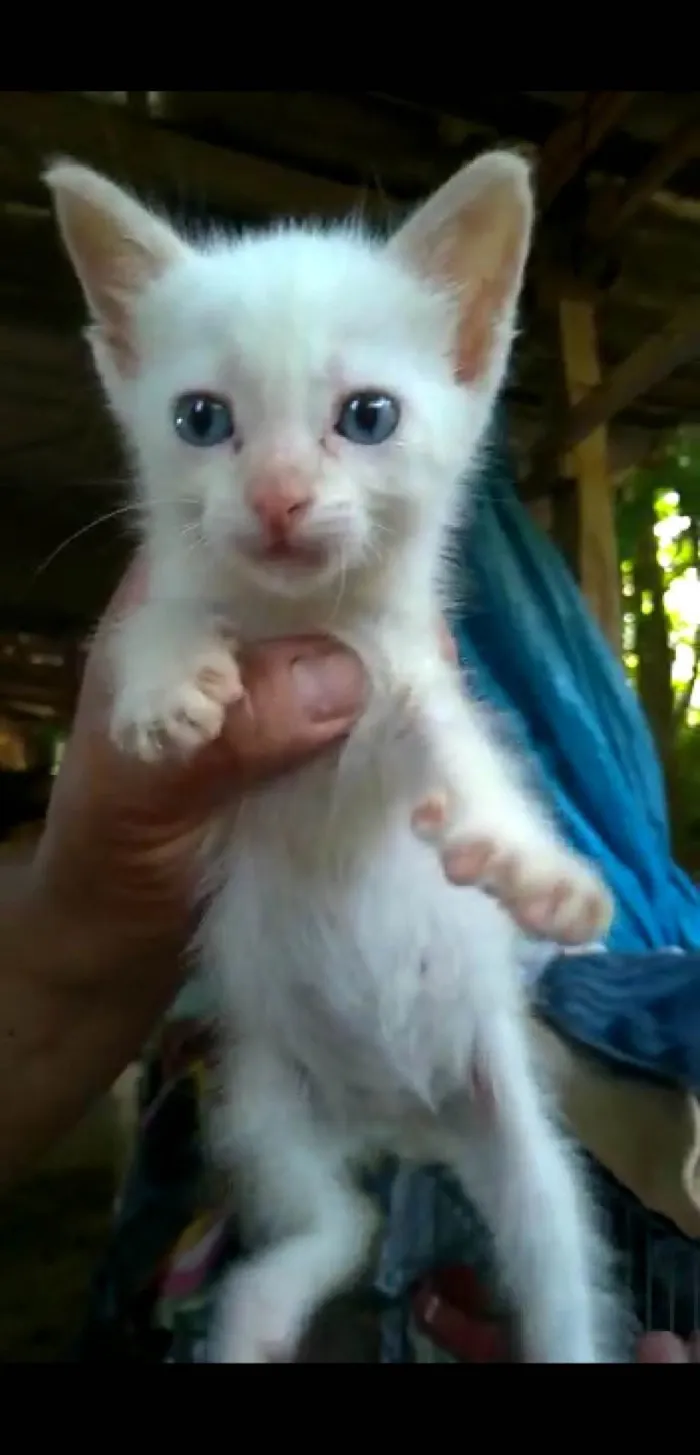 Gato ra a SRD idade 2 a 6 meses nome BB cat