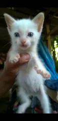 BB cat