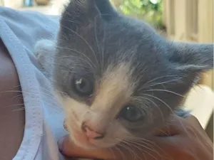 Gato raça SRD-ViraLata idade 2 a 6 meses nome Sem nome 