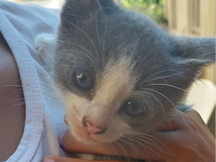 Gato raça SRD-ViraLata idade 2 a 6 meses nome Sem nome 