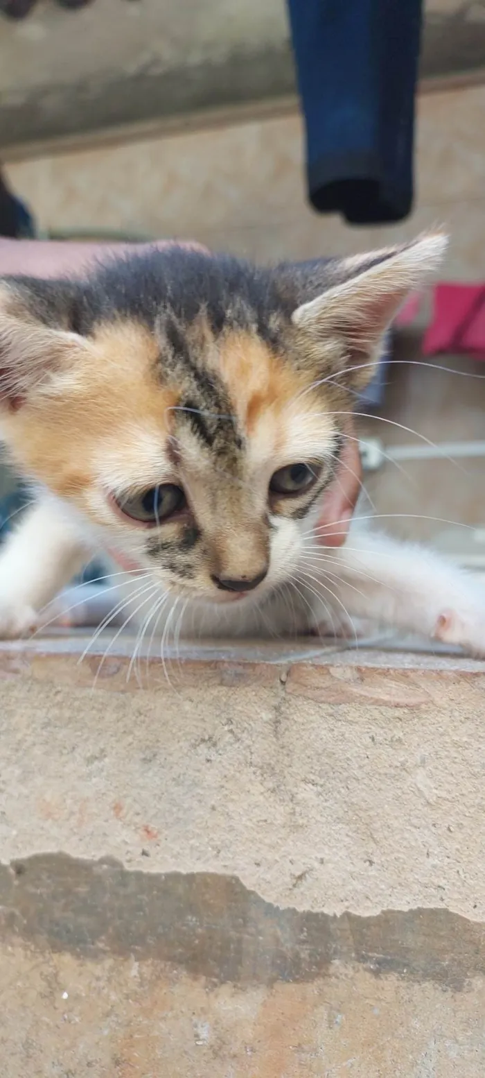 Gato raça SRD-ViraLata idade 2 a 6 meses nome Sem nome 
