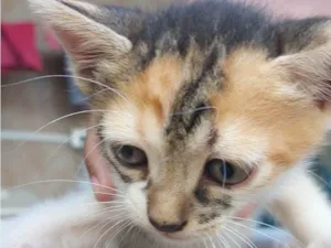 Gato raça SRD-ViraLata idade 2 a 6 meses nome Sem nome 