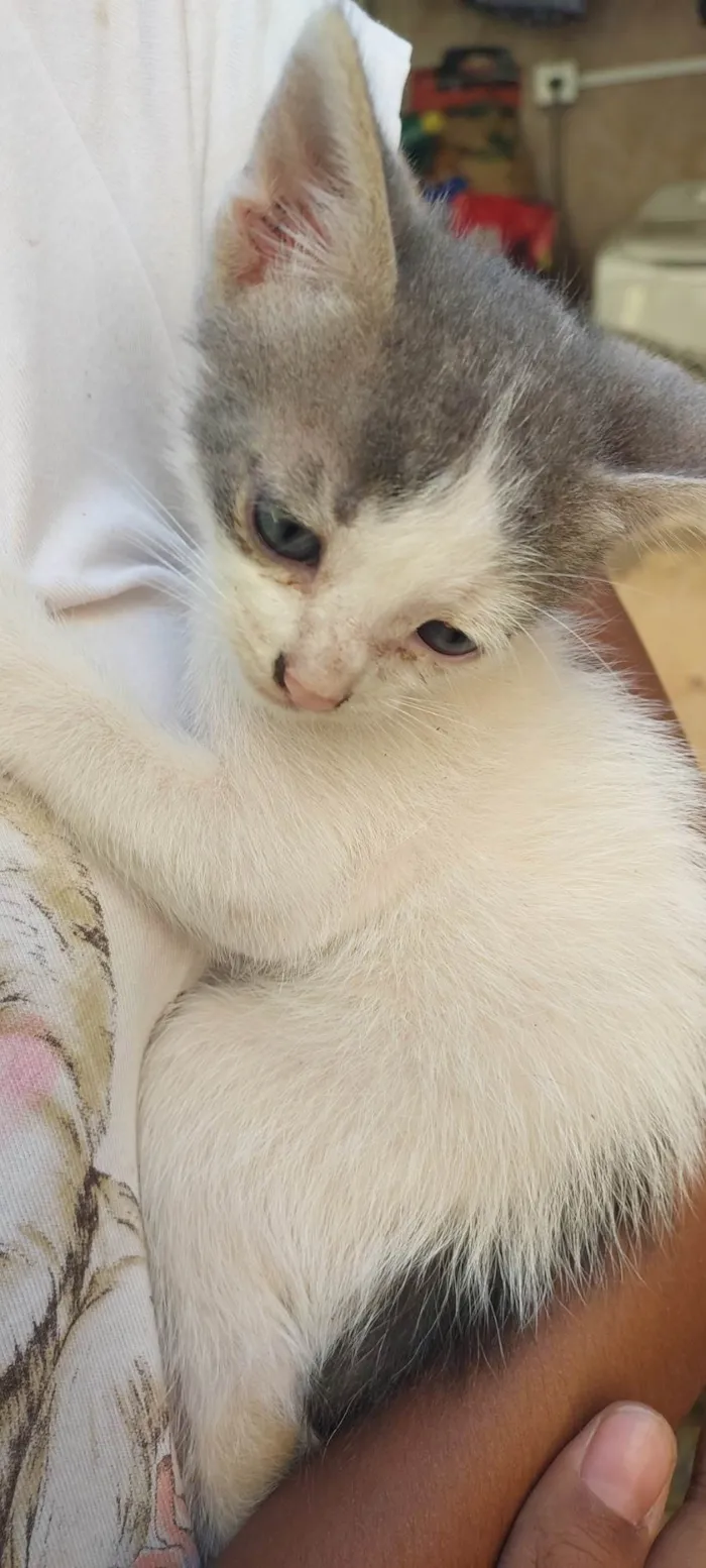 Gato raça SRD-ViraLata idade 2 a 6 meses nome Sem nome 
