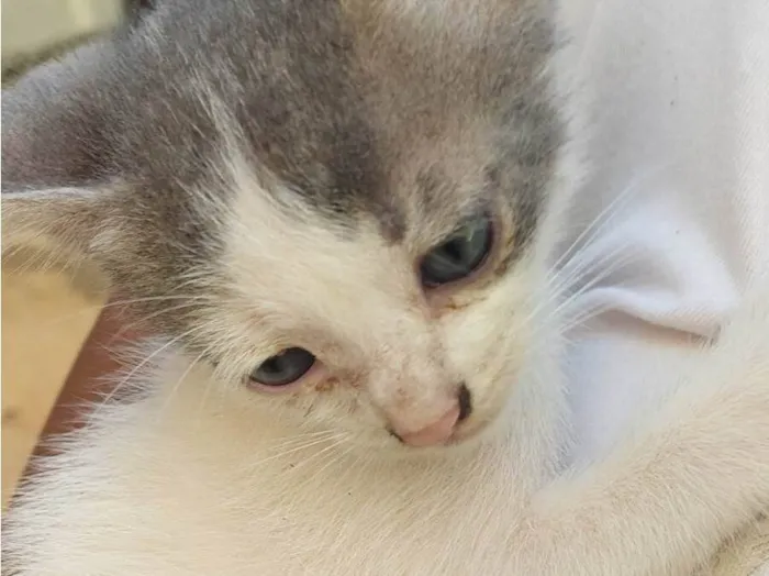 Gato raça SRD-ViraLata idade 2 a 6 meses nome Sem nome 