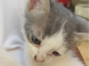 Gato raça SRD-ViraLata idade 2 a 6 meses nome Sem nome 