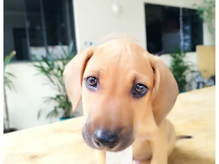 Cachorro ra a SRD-ViraLata idade 2 a 6 meses nome Dengo