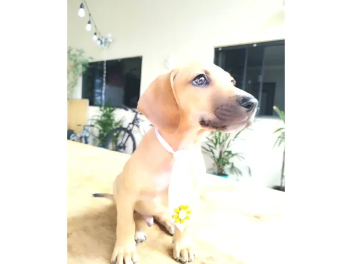 Cachorro ra a SRD-ViraLata idade 2 a 6 meses nome Dengo