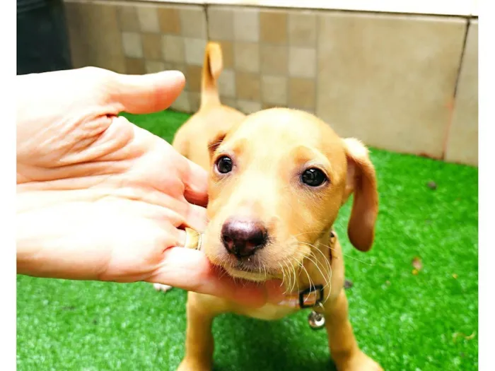 Cachorro ra a SRD-ViraLata idade 2 a 6 meses nome Mel
