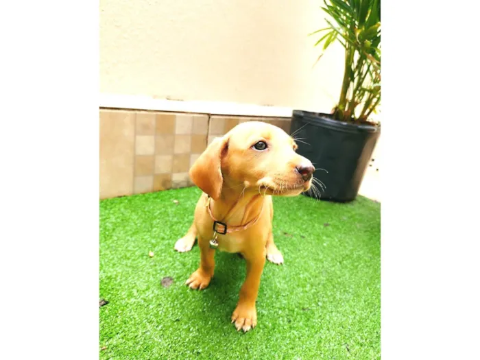 Cachorro ra a SRD-ViraLata idade 2 a 6 meses nome Mel