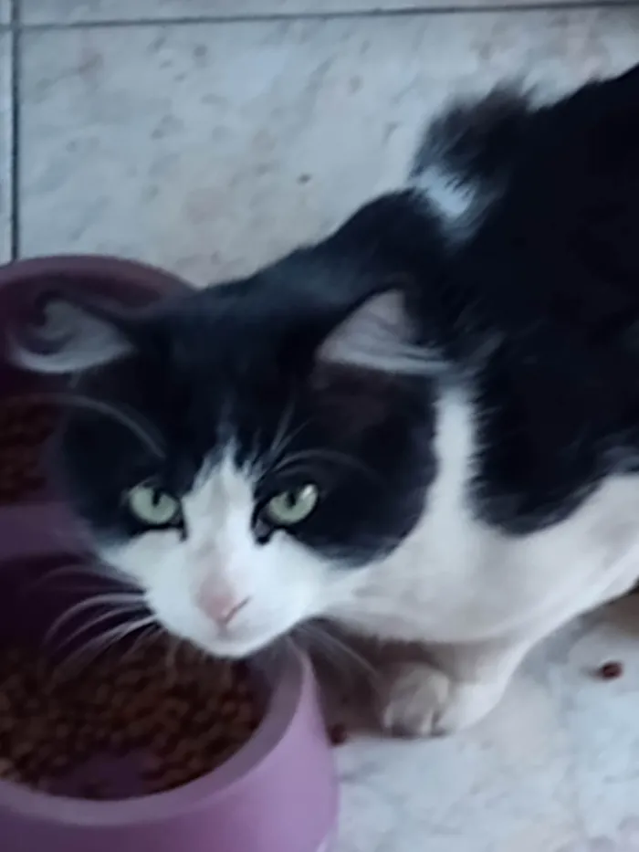 Gato raça Frajola  idade 1 ano nome Bebê 