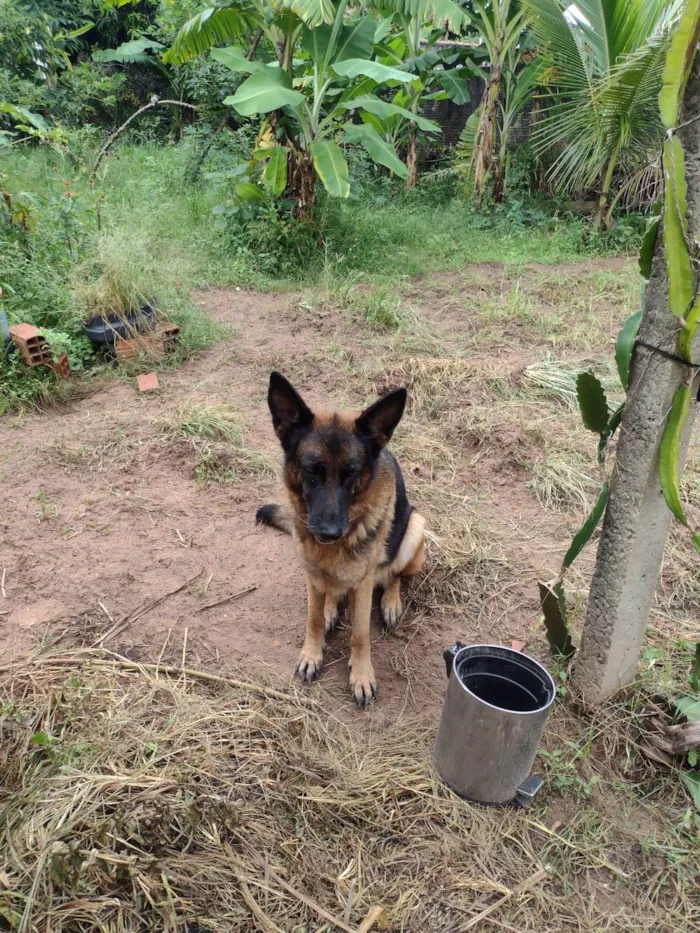 Cachorro ra a Pastor Alemão idade 2 anos nome Diana