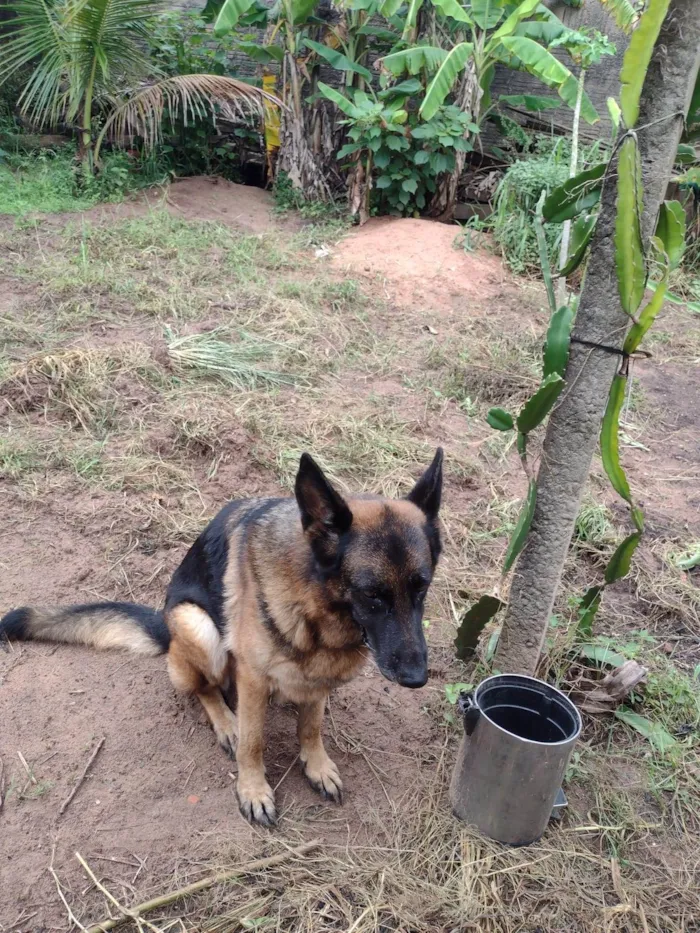 Cachorro ra a Pastor Alemão idade 2 anos nome Diana