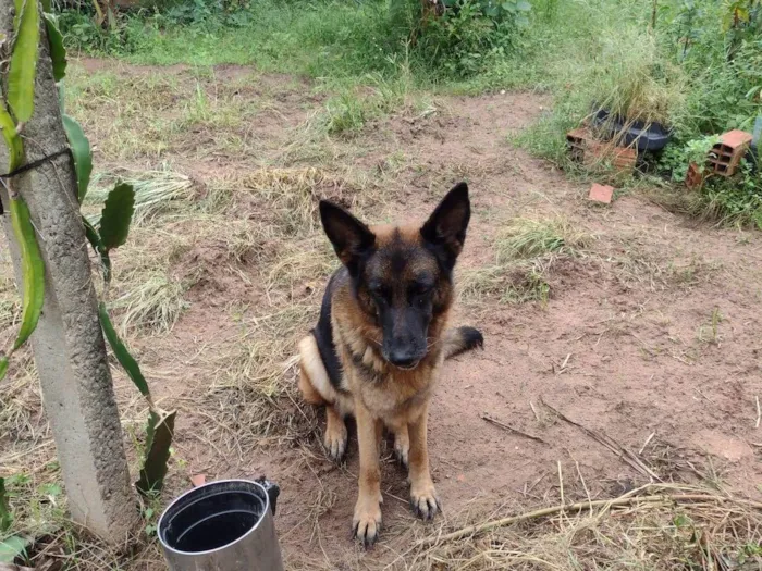 Cachorro ra a Pastor Alemão idade 2 anos nome Diana
