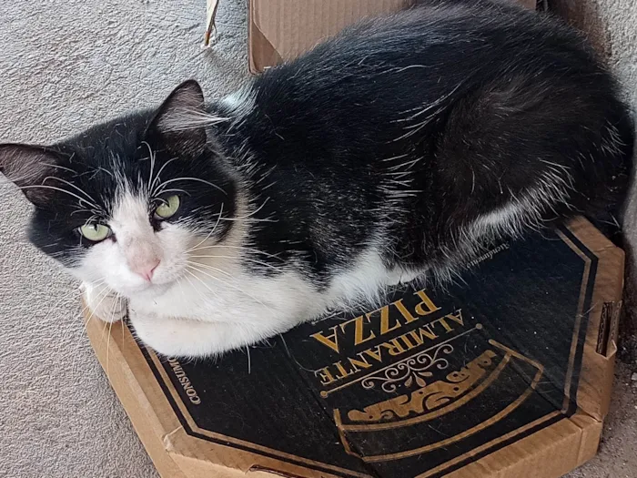 Gato raça Frajola  idade 1 ano nome Bebê 