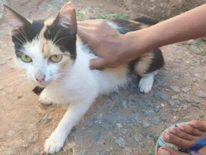 Gato raça SRD-ViraLata idade 1 ano nome Não tem nome