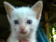 BB cat