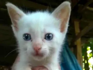 Gato raça SRD idade 2 a 6 meses nome BB cat