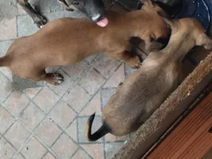 Cachorro raça SRD-ViraLata idade 2 a 6 meses nome Não tem nome ainda 